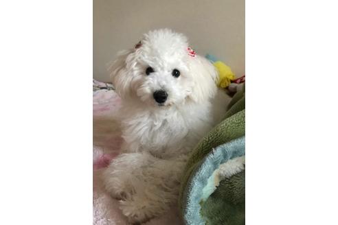 販売中のミックス犬の親犬