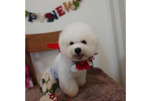 販売中のビションフリーゼの親犬