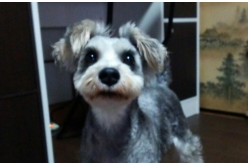 販売中のミニチュアシュナウザーの親犬