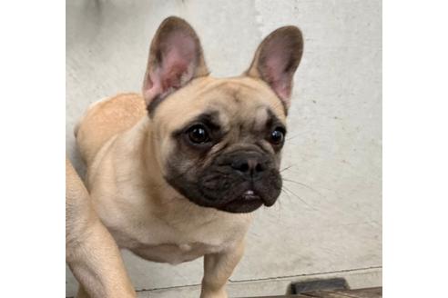 販売中のフレンチブルドッグの親犬