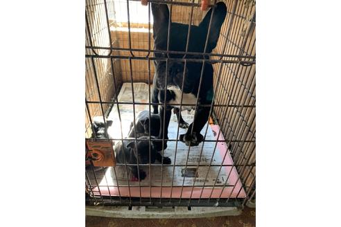 販売中のフレンチブルドッグの親犬