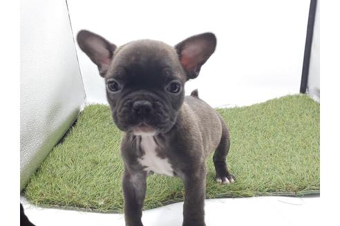 フレンチブルドッグでブリンドルの子犬を探す ブリーダーナビ