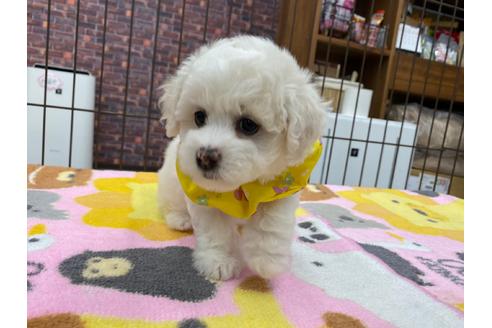 香川県のビションフリーゼ 女の子 12 14生まれ 小ぶりsizeの可愛いお目々のビションちゃん 子犬id 1441 ブリーダーナビ