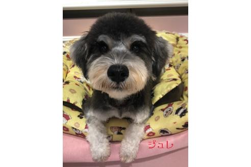 販売中のミニチュアシュナウザーの親犬