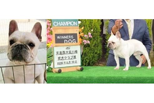 販売中のフレンチブルドッグの親犬