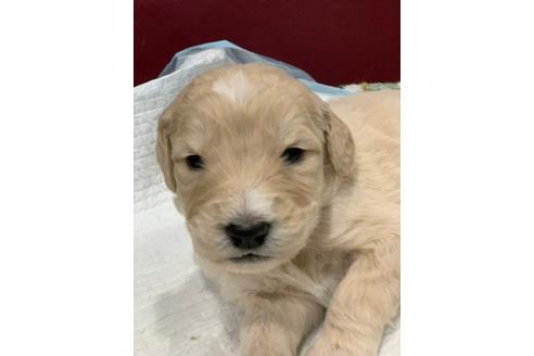 青森県のミックス犬 男の子 12 25生まれ フラットコーテッドr スタンプ のmix 子犬id ブリーダーナビ 青森県のミックス犬 男の子 12 25生まれ フラットコーテッドr スタンプ のmix 子犬id ブリーダーナビ