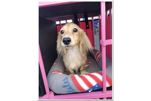 販売中のカニンヘンダックスフンド(ロングヘアード)の親犬