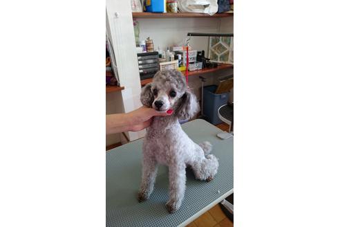 販売中のタイニープードルの親犬