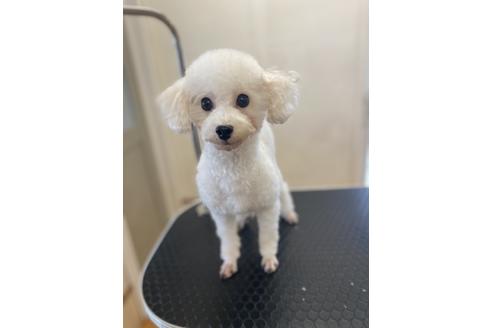 販売中のタイニープードルの親犬