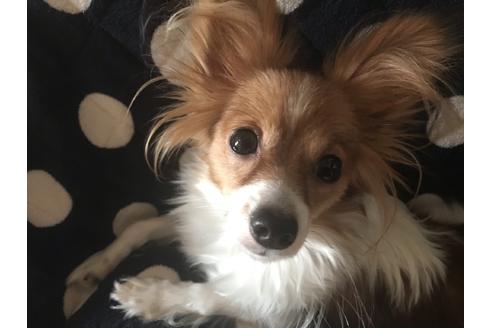 販売中のパピヨンの親犬