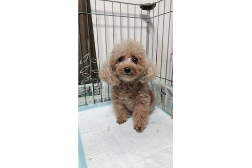 販売中のティーカッププードルの親犬