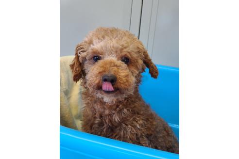販売中のトイプードルの親犬