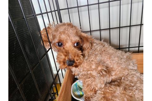 販売中のトイプードルの親犬