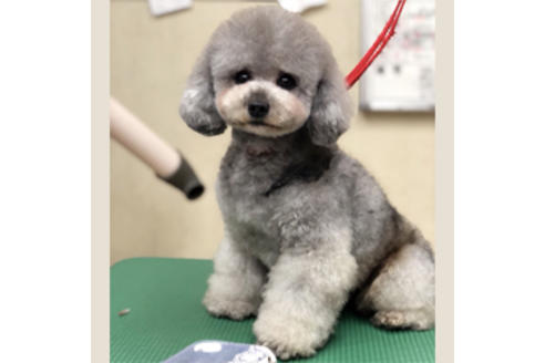 販売中のタイニープードルの親犬