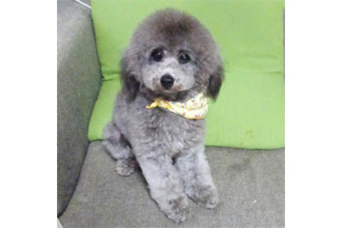 販売中のタイニープードルの親犬