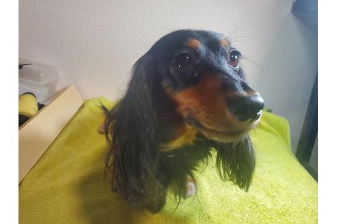 販売中のミニチュアダックスフンド(ロングヘアード)の親犬