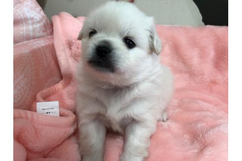 茨城県のミックス犬 女の子 21 01 03生まれ ミックス ポメラニアン ペキニーズ の女の子です 子犬id ブリーダーナビ 茨城県のミックス犬 女の子 21 01 03生まれ ミックス ポメラニアン ペキニーズ の女の子です 子犬id ブリーダーナビ