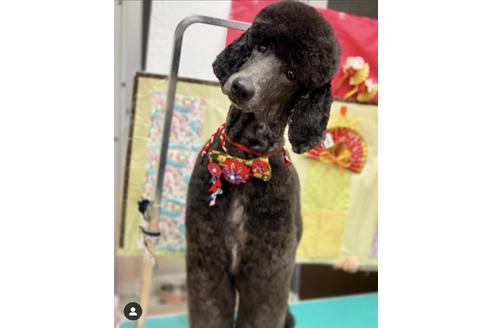 販売中のスタンダードプードルの親犬