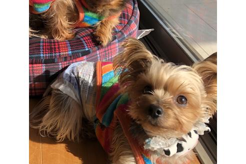 販売中のヨークシャーテリアの親犬