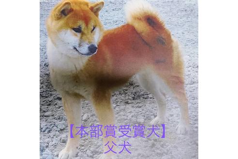 販売中の柴犬の父親