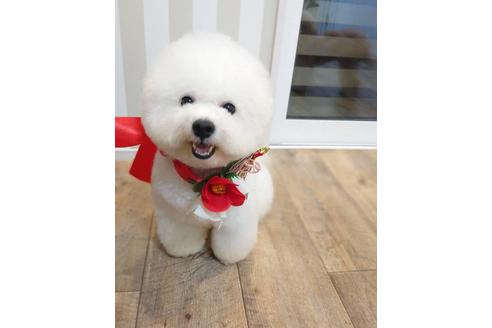 販売中のビションフリーゼの親犬