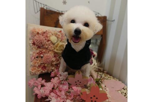 販売中のビションフリーゼの親犬