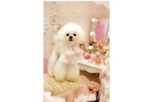 販売中のタイニープードルの親犬
