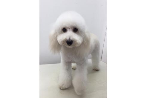 販売中のトイプードルの親犬