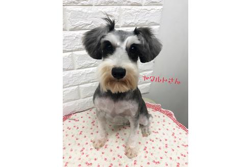 販売中のミニチュアシュナウザーの親犬