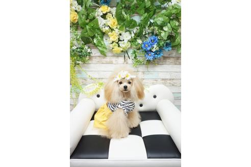 販売中のトイプードルの親犬