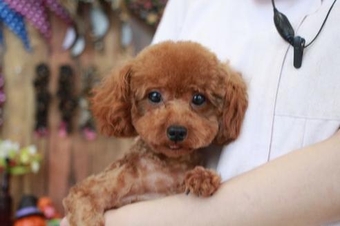 販売中のトイプードルの親犬