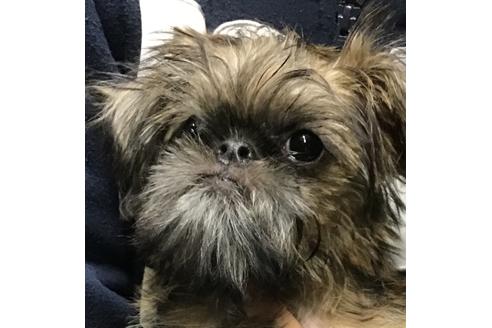 千葉県のブリュッセルグリフォン 男の子 11 24生まれ 珍しいグリフォン 子犬id ブリーダーナビ 千葉県のブリュッセルグリフォン 男の子 11 24生まれ 珍しいグリフォン 子犬id ブリーダーナビ