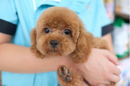 販売中のトイプードルの親犬