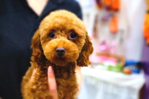 販売中のトイプードルの親犬