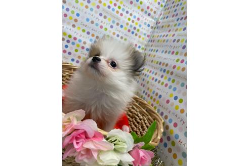 山口県でポメラニアンの子犬を探す ブリーダーナビ
