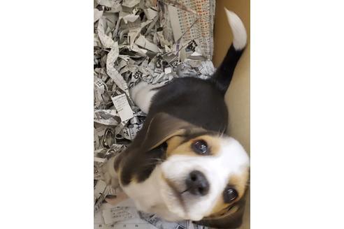 橋爪浩一ブリーダー ブリーダーナビ