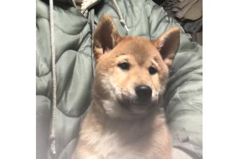 埼玉県で柴犬の子犬を探す ブリーダーナビ 埼玉県で柴犬の子犬を探す ブリーダーナビ