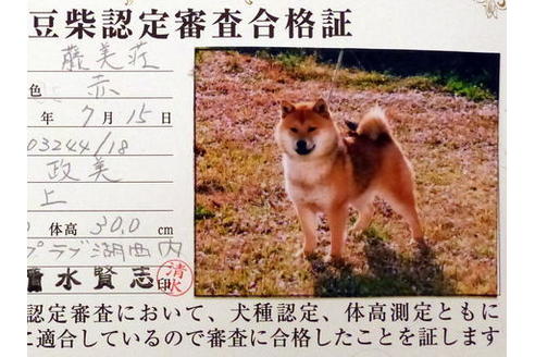 販売中の豆柴の親犬