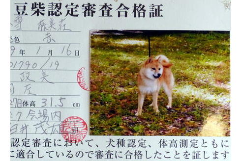 販売中の豆柴の親犬