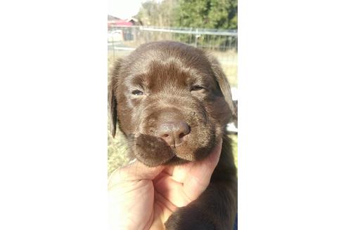 ラブラドールレトリーバーでチョコレートの子犬を探す ブリーダーナビ ラブラドールレトリーバーでチョコレートの子犬を探す ブリーダーナビ