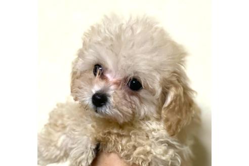 トイプードルでホワイト 白 の子犬を探す ブリーダーナビ