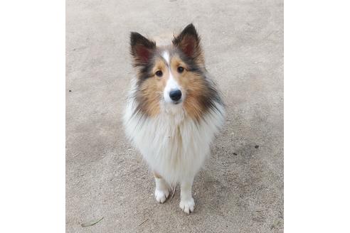 販売中のシェットランドシープドッグ(シェルティ)の親犬