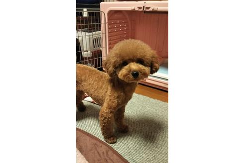販売中のタイニープードルの親犬