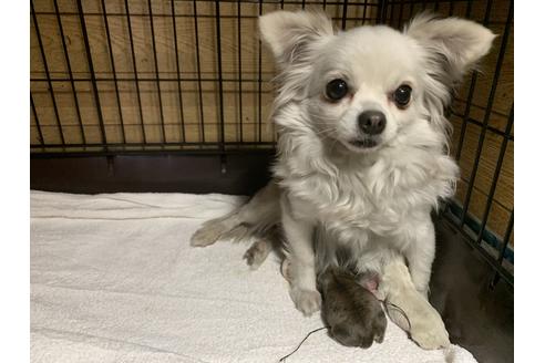 販売中のチワワ(ロングコート)の親犬
