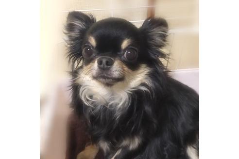 販売中のチワワ(ロングコート)の親犬