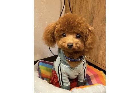 販売中のタイニープードルの親犬