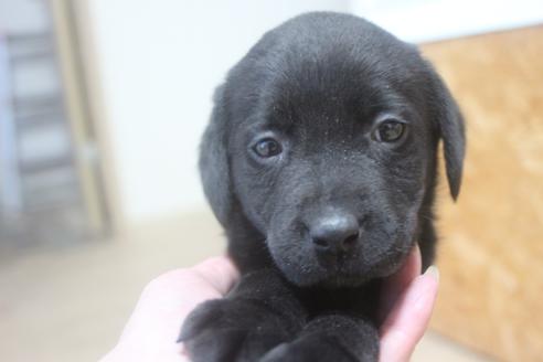 ラブラドールレトリーバーの子犬を探す ブリーダーナビ