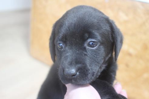 ラブラドールレトリーバーの子犬を探す ブリーダーナビ