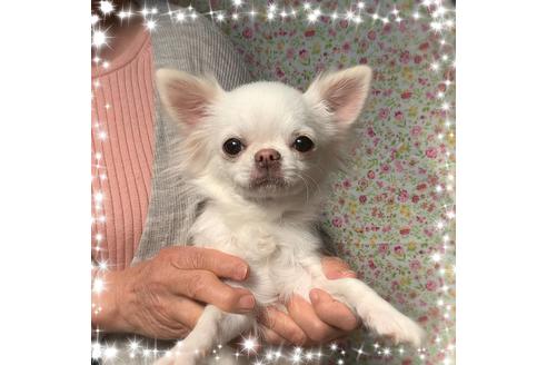 販売中のチワワ(ロングコート)の親犬