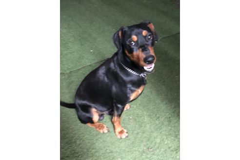 販売中のジャーマンピンシャーの親犬